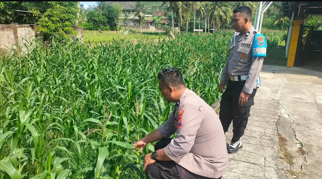 Bhabinkamtibmas Polsek Pringkuku Sambang dan Monitoring Lahan Pertanian Jagung Dukung Program Asta Cita