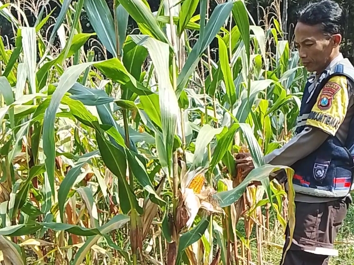 Bhabinkamtibmas Polsek Donorojo Aktif Sambangi Lahan Jagung Dukung Ketahanan Pangan