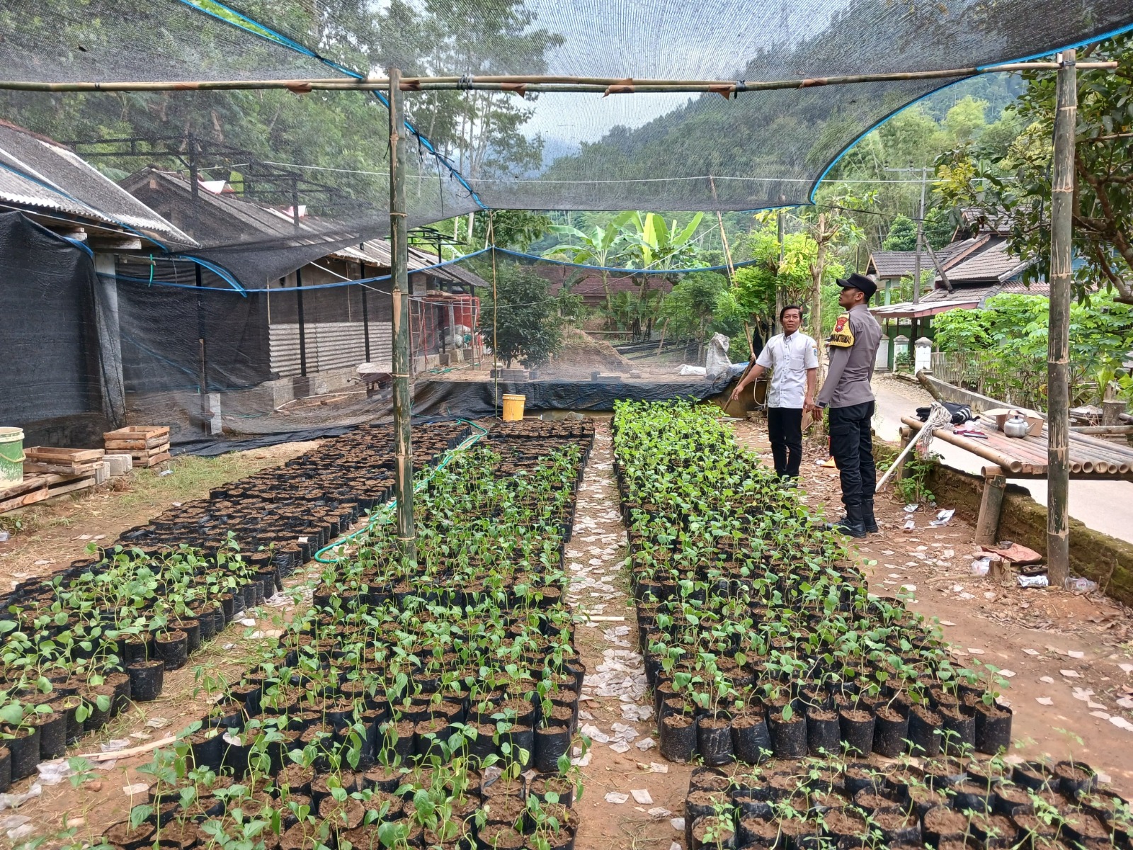 Bhabinkamtibmas Aktif Laksanakan Pendampingan Program Pekarangan Pangan Bergizi (P2B) Dukung Ketahanan Pangan