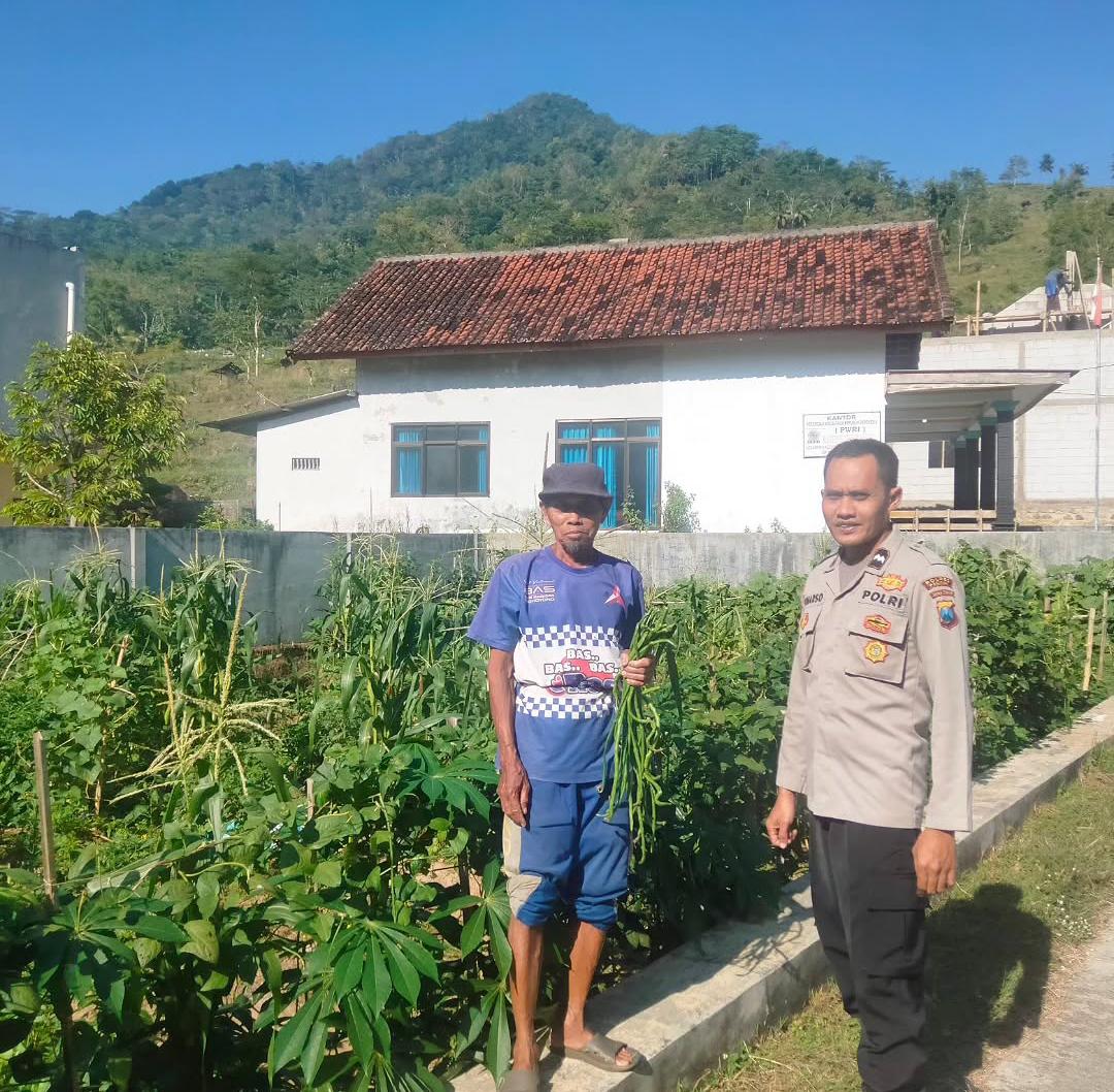 Bhabinkamtibmas Polsek Kebonagung Sambang dan Monitoring Lahan Pertanian Jagung Dukung Program Asta Cita