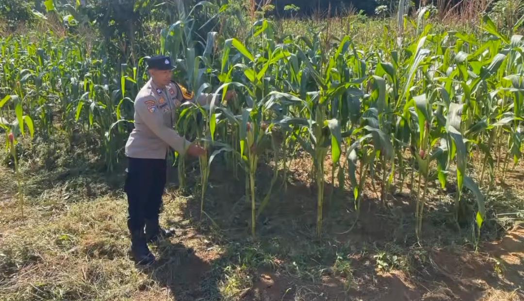 Polisi Penggerak Aktif Sambangi Lahan Jagung Dukung Ketahanan Pangan