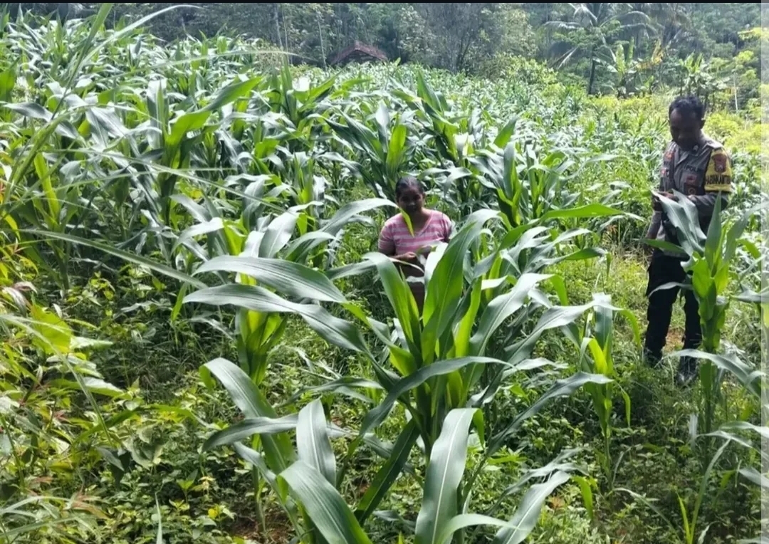 Bhabinkamtibmas Polsek Sudimoro Aktif Monitoring dan Cek Lahan Jagung Dukung Program Asta Cita