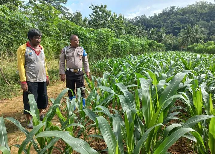 Polres Pacitan Serius Dukung Program Asta Cita, Polisi Penggerak Desa Mlati Arjosari Cek dan Monitoring Lahan Pertanian