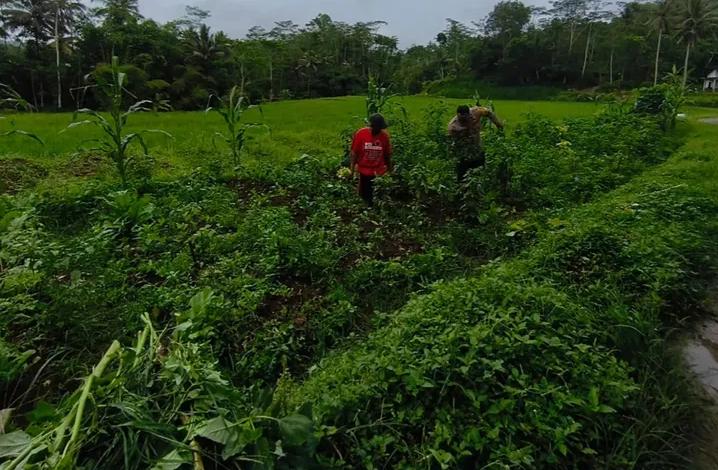 Keaktifan Polisi Penggerak Desa Kalikuning Sukseskan Program Ketahanan Pangan