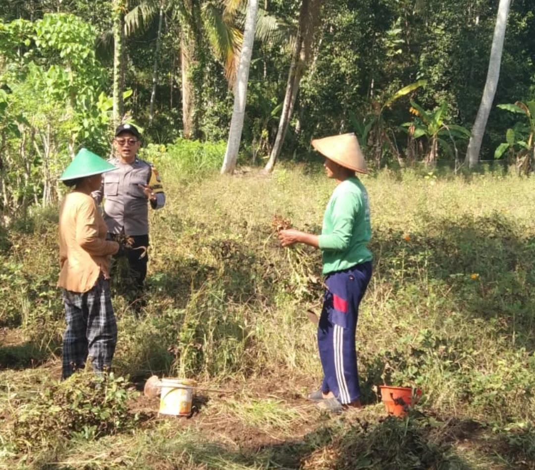 Tanpa Lelah, Polisi Penggerak Desa Ploso Lakukan Monitoring Lahan Pertanian Dukung Ketahanan Pangan