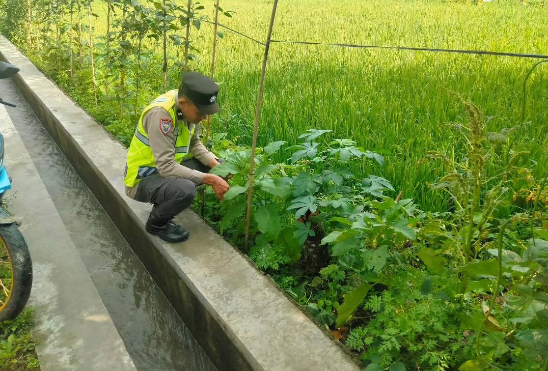 Bhabinkamtibmas Polsek Kebonagung Sambang dan Monitoring Lahan Pertanian Dukung Program Asta Cita