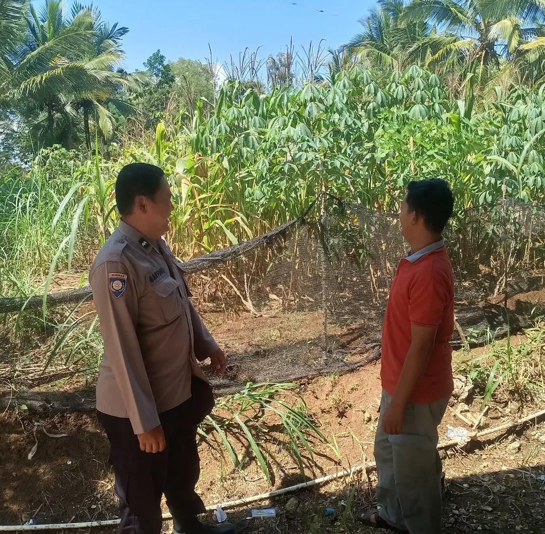 Tanpa Lelah, Polisi Penggerak Desa Mendolo Kidul Laksanakan Monitoring Pertanian Jagung Dukung Ketahanan Pangan