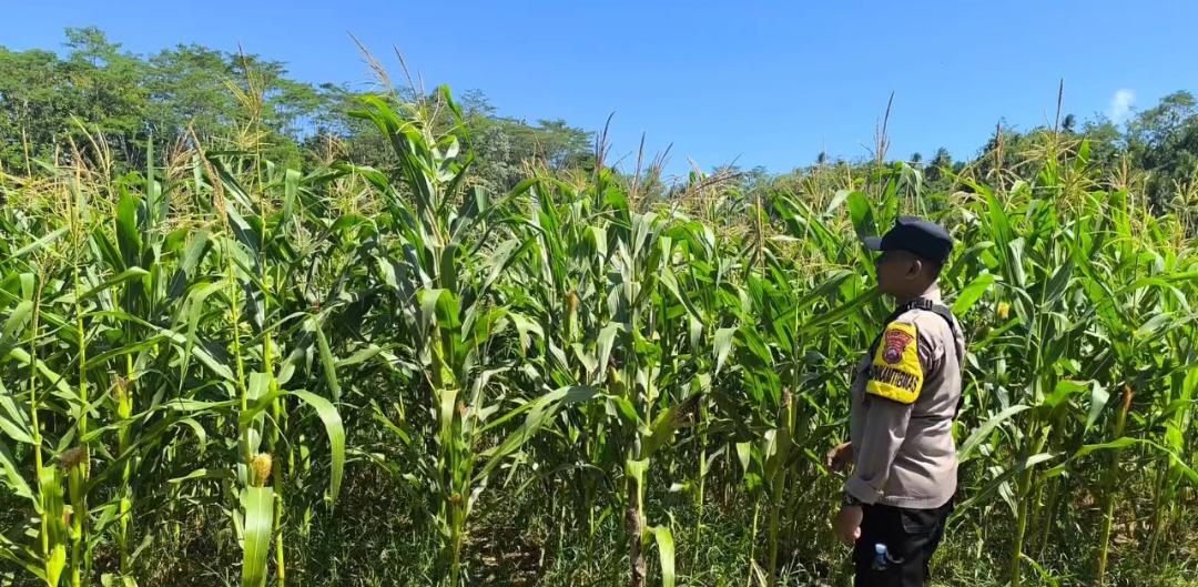 Polisi Penggerak Desa Pager Kidul Aktif Monitoring Pertanian Jagung Dukung Asta Cita