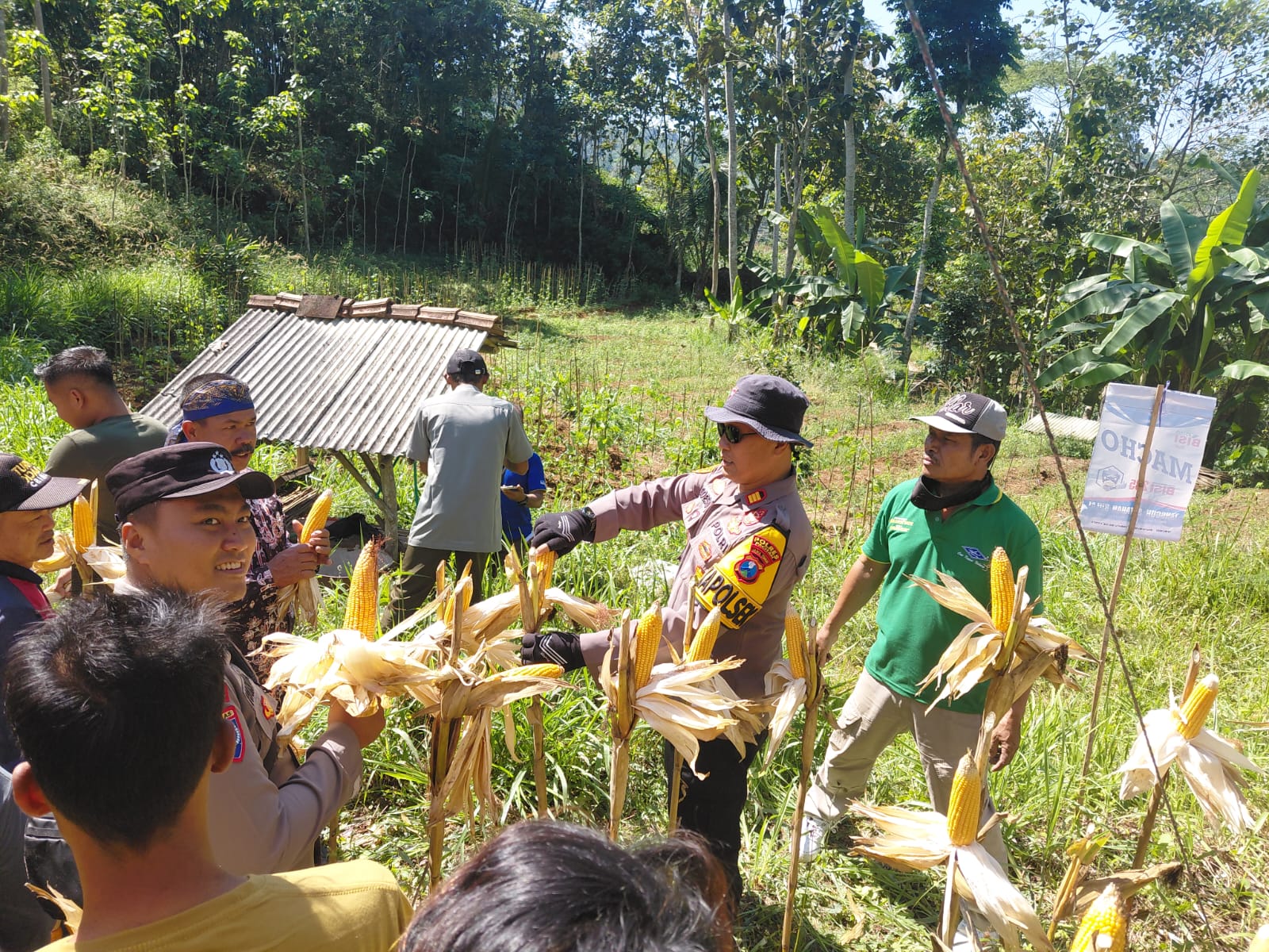 Polres Pacitan Genjot Produktivitas Petani di Bandar, Dampingi Panen Jagung dan Evaluasi Kualitas Benih