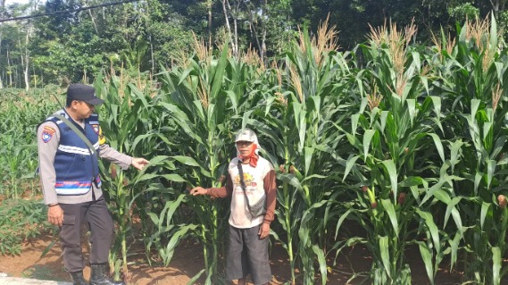 Polisi Penggerak Polsek Punung Konsisten Laksanakan Cek dan Monitoring Pertanian Jagung Dukung Ketahanan Pangan