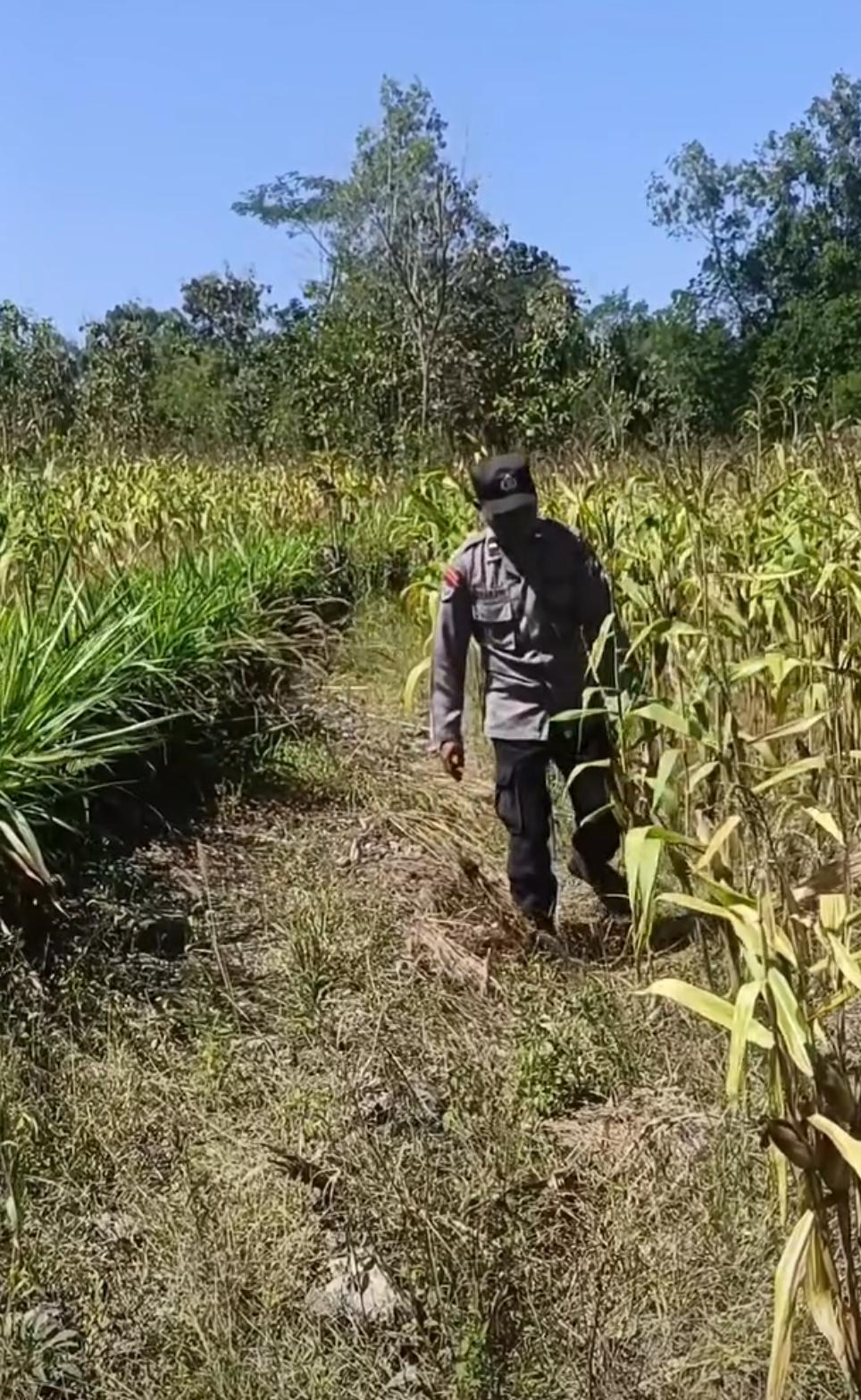 Tanpa Lelah, Polisi Penggerak Desa Gendaran Aktif Monitoring Pertanian Jagung Dukung Program Asta Cita