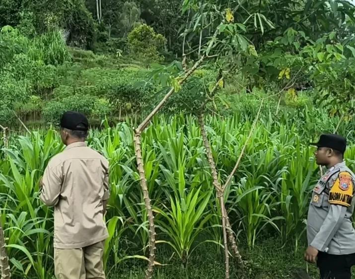 Semangat Polisi Penggerak Desa Sumbowo Terus Lakukan Cek dan Monitoring Pertanian Jagung, Dukung Ketahanan Pangan