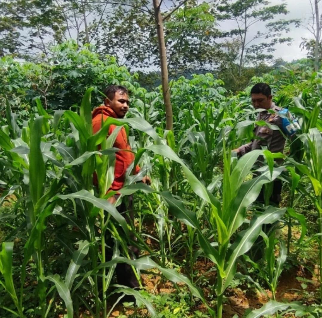 Komitmen Dukung Asta Cita, Polisi Penggerak Desa Penggung Aktif Monitoring Pertanian Jagung
