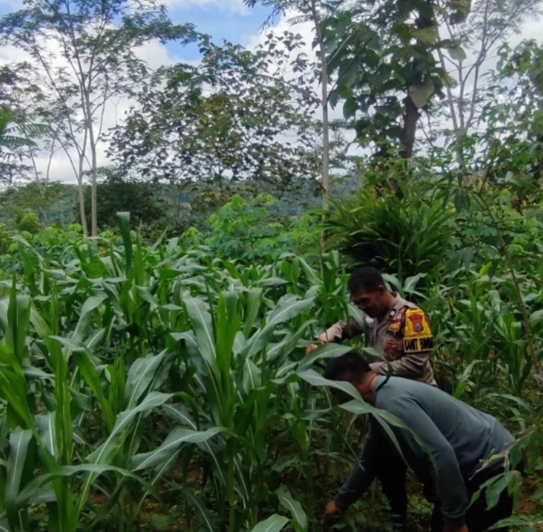 Komitmen Dukung Asta Cita, Polisi Penggerak Desa Pakisbaru Aktif Monitoring Pertanian Jagung