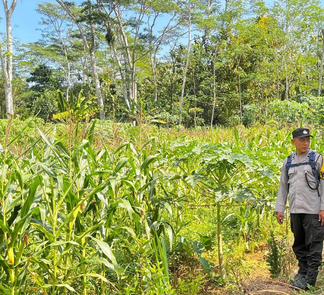 Polisi Penggerak Desa Cokrokembang Aktif Monitoring Pertanian, Sukseskan Program Ketahanan Pangan