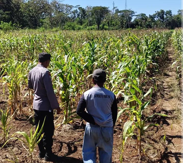 Komitmen Dukung Asta Cita, Polisi Penggerak Desa Gendaran Aktif Monitoring Pertanian Jagung