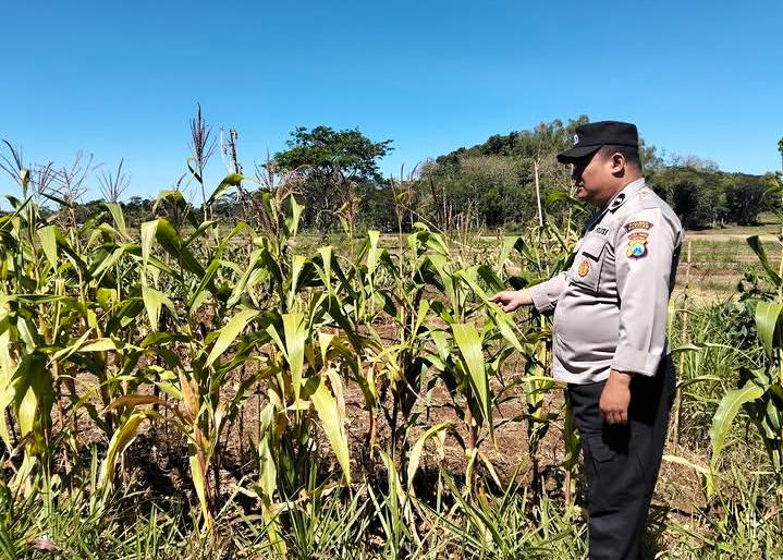 Polisi Penggerak Desa Belah Aktif Monitoring Pertanian, Sukseskan Program Ketahanan Pangan