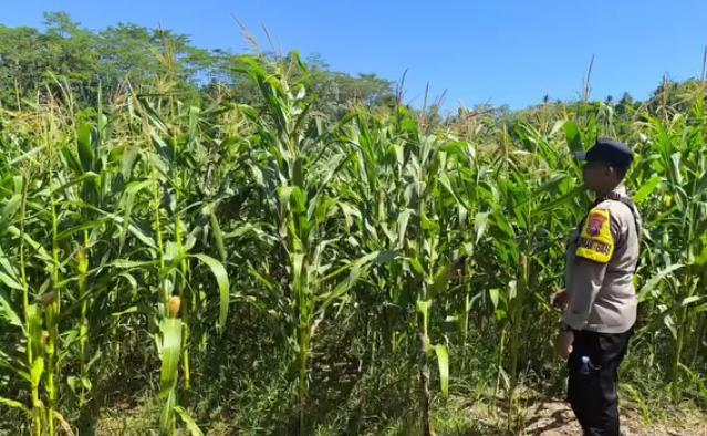 Polisi Penggerak Desa Pakis Baru Cek Pertanian Jagung, Sukseskan Program Ketahanan Pangan