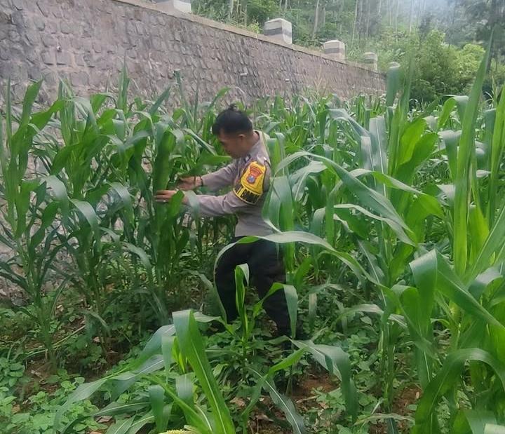 Sukseskan Program Ketahanan Pangan, Polisi Penggerak Desa Pagerlor Tanpa Lelah Cek dan Monitoring Pertanian Jagung
