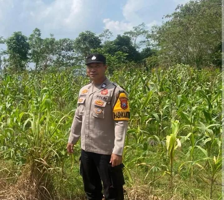 Tak Kenal Lelah, Polisi Penggerak Desa Tumpuk Aktif Monitoring Pertanian Jagung Dukung Asta Cita