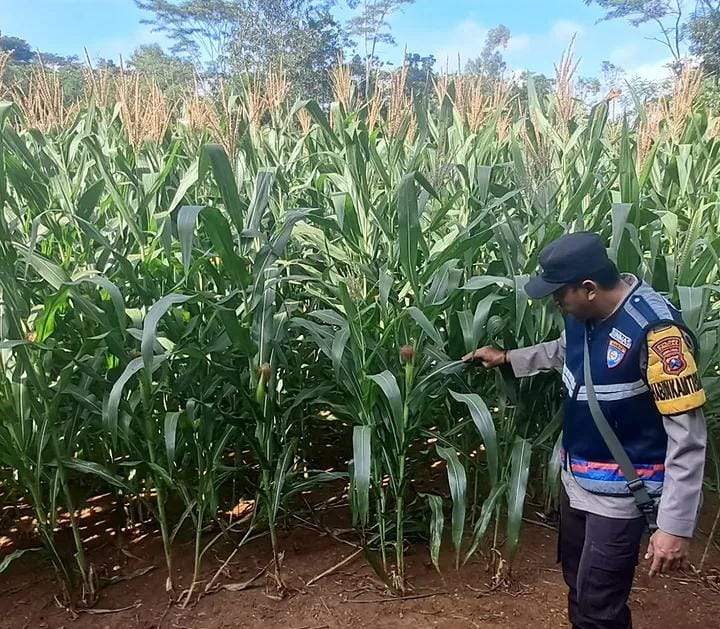 Komitmen Dukung Asta Cita, Polisi Penggerak Desa Mantren Aktif Monitoring Pertanian Jagung