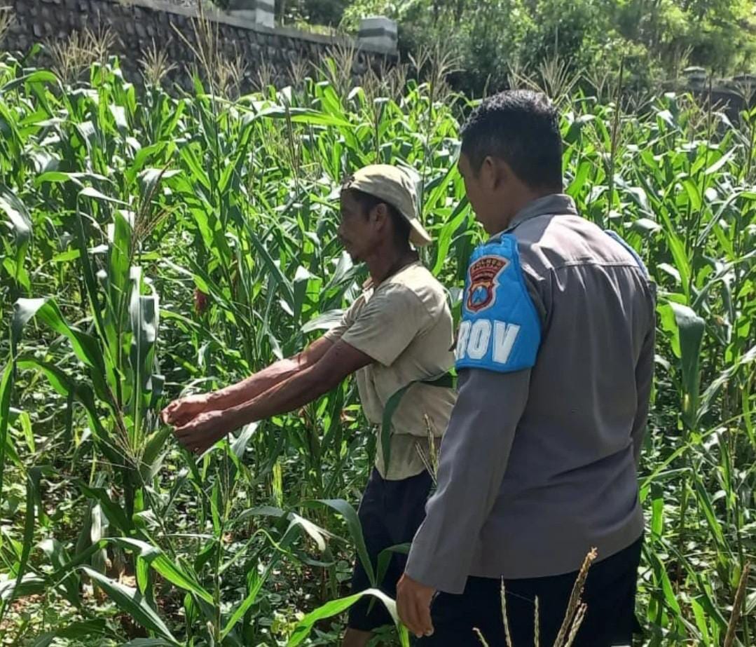 Polisi Penggerak Desa Tumpuk Aktif Dampingi Petani, Sukseskan Program Ketahanan Pangan