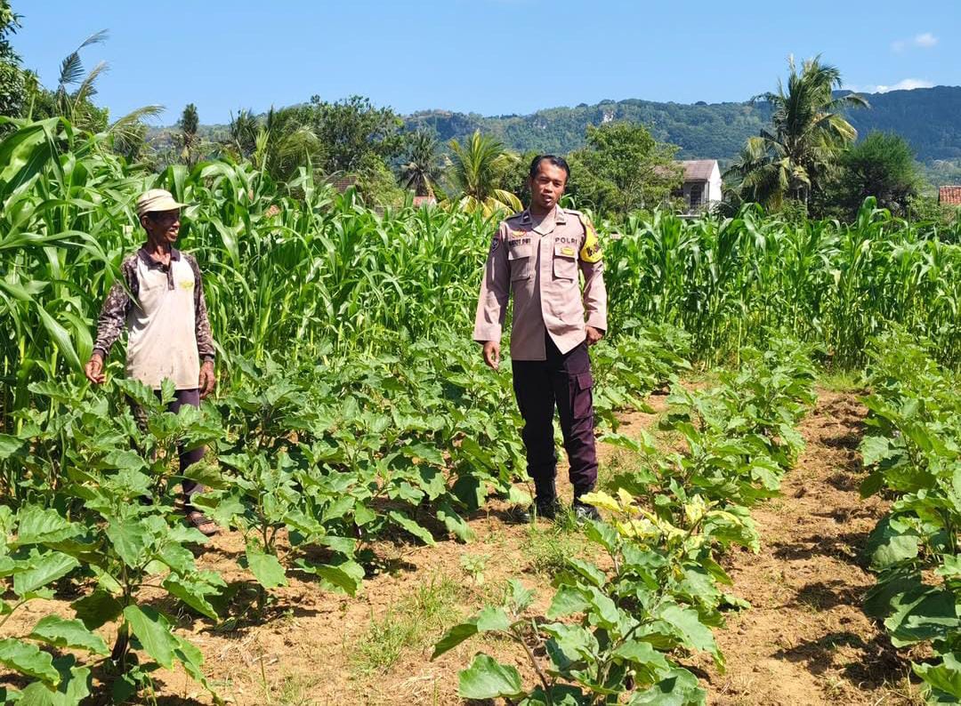 Tak Hanya Memelihara Kamtibmas, Polisi Penggerak Turun Langsung ke Sawah Dampingi Petani Dukung Ketahanan Pangan