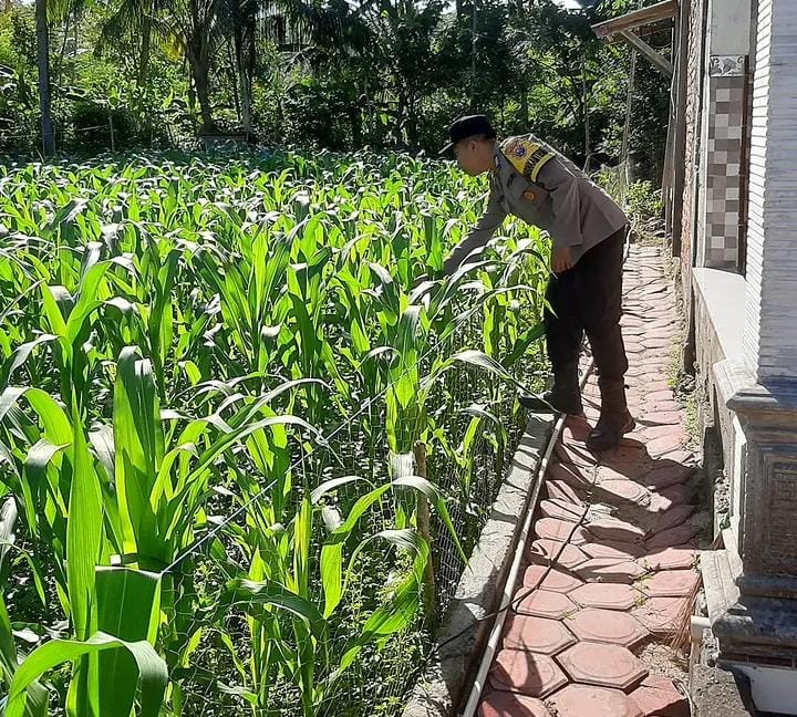 Dukung Ketahanan Pangan, Polisi Penggerak Desa Sukorejo Aktif Cek Perkembangan Pertanian Jagung