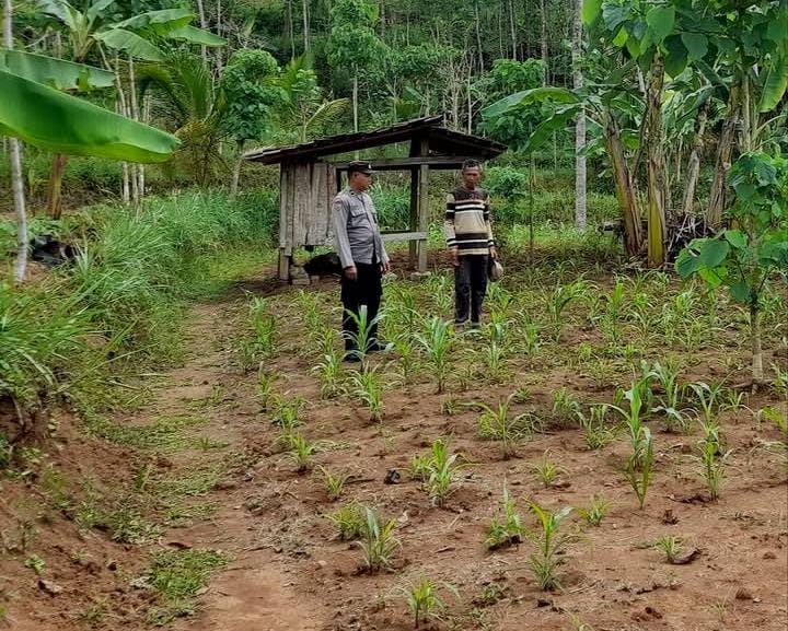 Polisi Penggerak Desa Kledung Aktif Dampingi Petani Dukung Program Ketahanan Pangan