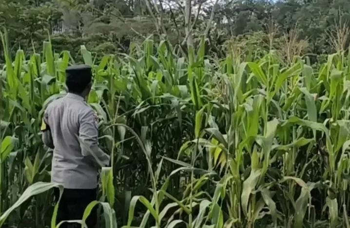 Di Samping Memelihara Kamtibmas, Polisi Penggerak Aktif Monitoring Pertanian Dukung Asta Cita