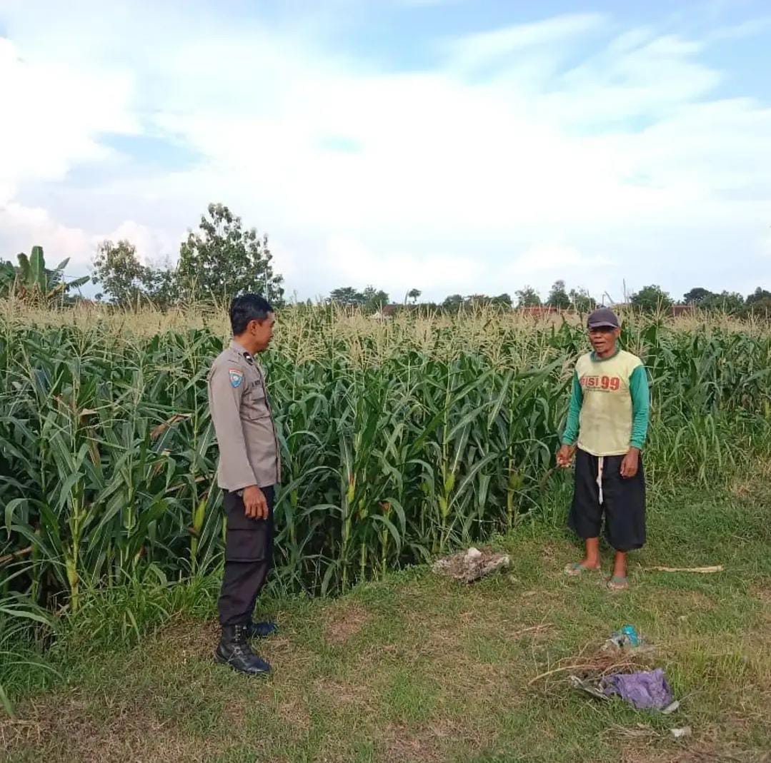Semangat Polisi Penggerak Desa Pucangombo Terus Lakukan Cek dan Monitoring Pertanian Jagung, Dukung Ketahanan Pangan