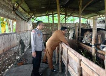 Cegah Wabah PMK, Bhabinkamtibmas Polsek Buduran Polres Sidoarjo – Dinas Peternakan Sidak di Peternakan Sapi