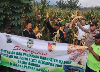 Panen Jagung, Dinas Pertanian – Peternakan Madiun  – TNI Polri –  Kelompok Tani Desa Kare