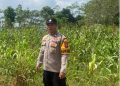 Tak Kenal Lelah, Polisi Penggerak Desa Tumpuk Aktif Monitoring Pertanian Jagung Dukung Asta Cita