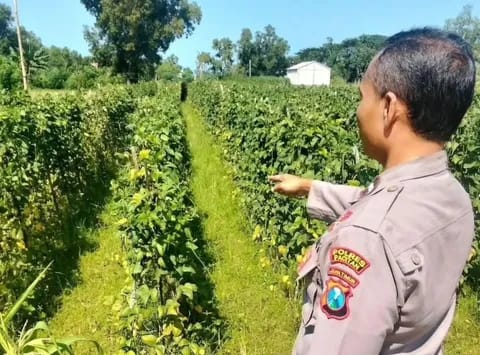 Polisi penggerak desa Kayen serius monitoring pertanian dukung program ketahanan pangan