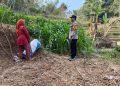 Polisi Penggerak Desa Tumpuk Bandar Konsisten Cek dan Monitoring Pertanian Jagung Dukung Program Asta Cita